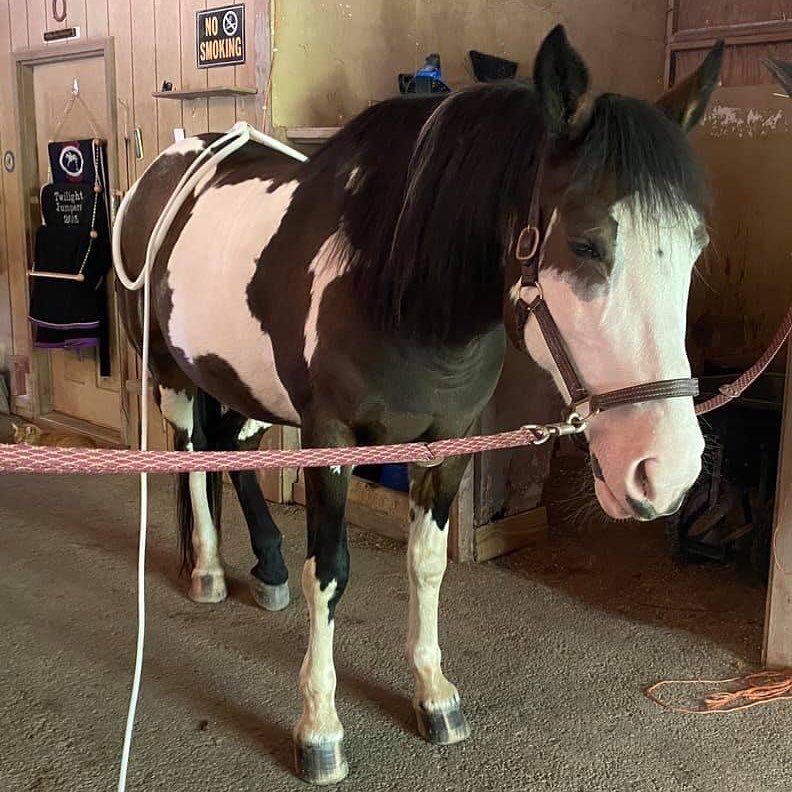 The eyes about sum it up 🥰
&bull;
&bull;
&bull;

#therapy #healing #equine #humans #pets #PMEF #painless #recovery #relaxing #sterlingwave #strelingwavetherapy #depressiontreatmant #painmanagment #drugfree #noninvasive #frederkcksburgva #spotsylvani