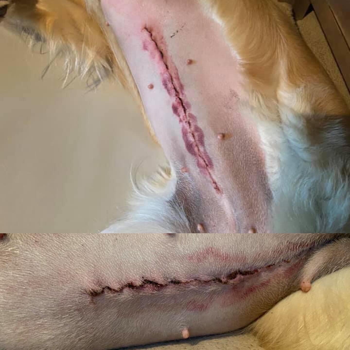 First MagnaWave treatment and second, 3 days apart. Getting sweet Brittany healed up!! ❤️