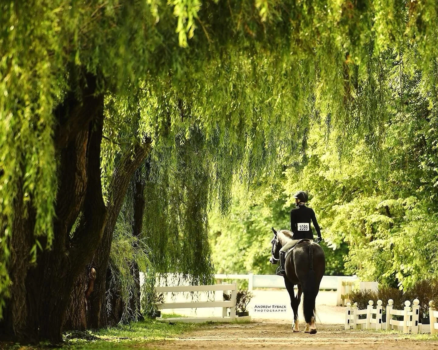 A little magic under the willow trees 🌳✨
📷: Photographed on assignment for @andrewrybackphotography 
#kaylinmarkartphotography#horse #horses #horsesofinstagram #horsephotography #horsephotographer #horseshow #horseshowphotography&n