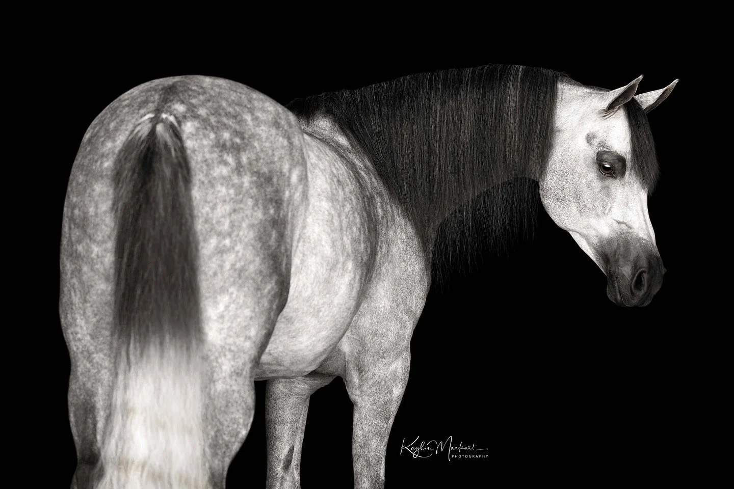 Had the opportunity to participate in Jesse Klein’s black background workshop back in June at the beautiful Curtis Performance Horses in Georgetown Township, MI—a premier, full-service equine facility specializing in the training and show