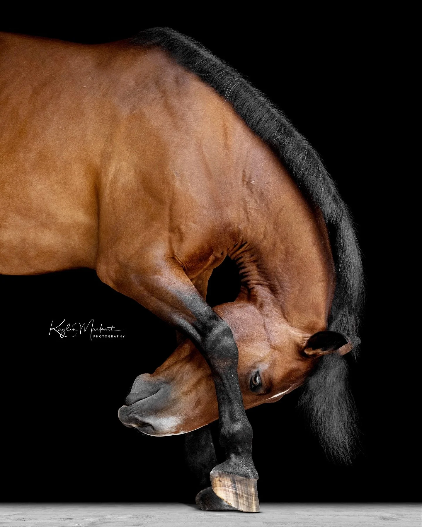 Day 2 wrapped up at @thebarnforequinelearning where I photographed an incredible variety of models—different shapes, sizes, colors, and breeds. Huge thanks to @j.kleinphotos and everyone who made this workshop such a success!
#kaylinmarkartpho