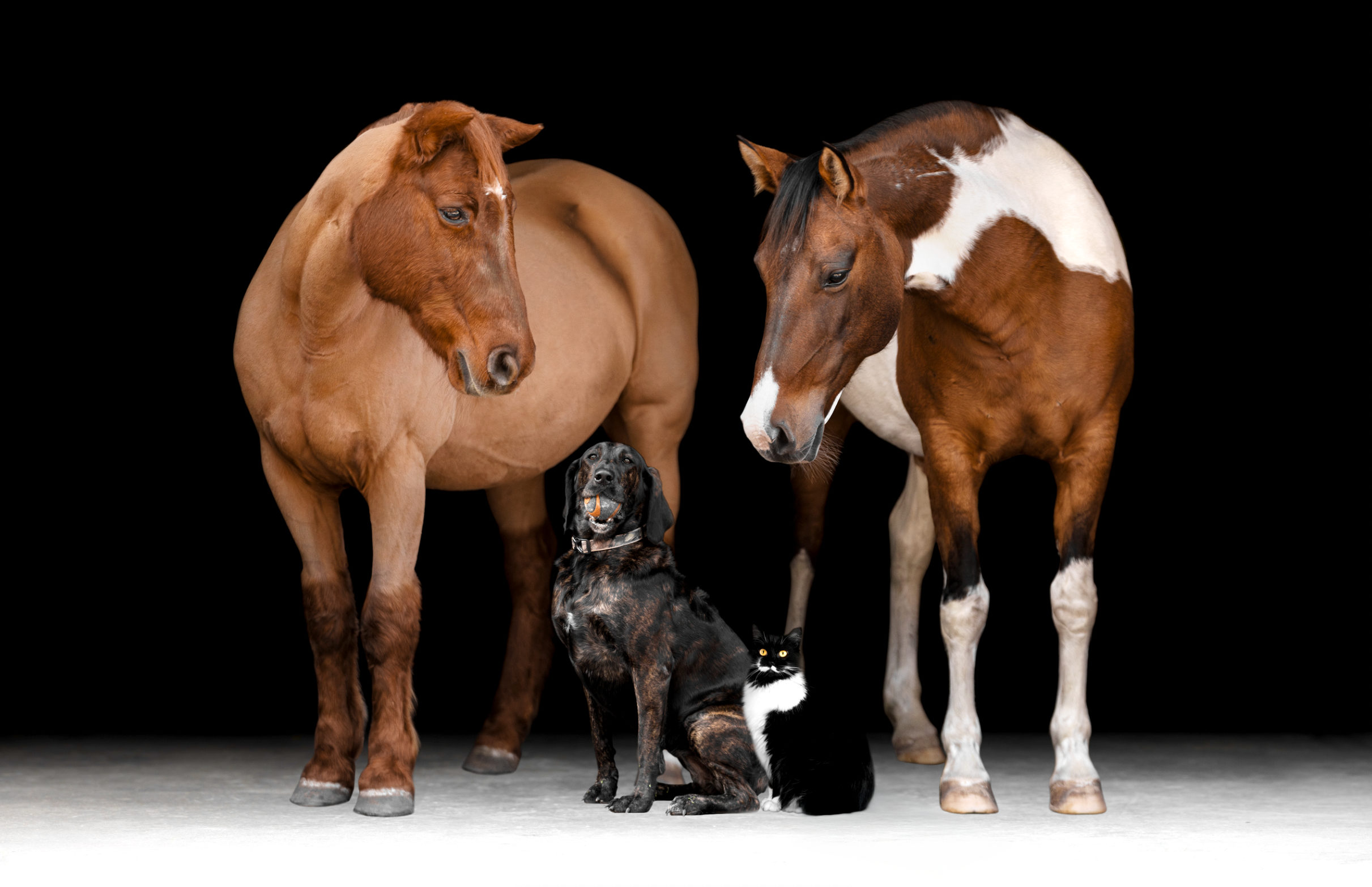 Screenshot 2025-12-12 at 12.16.30 PM.png