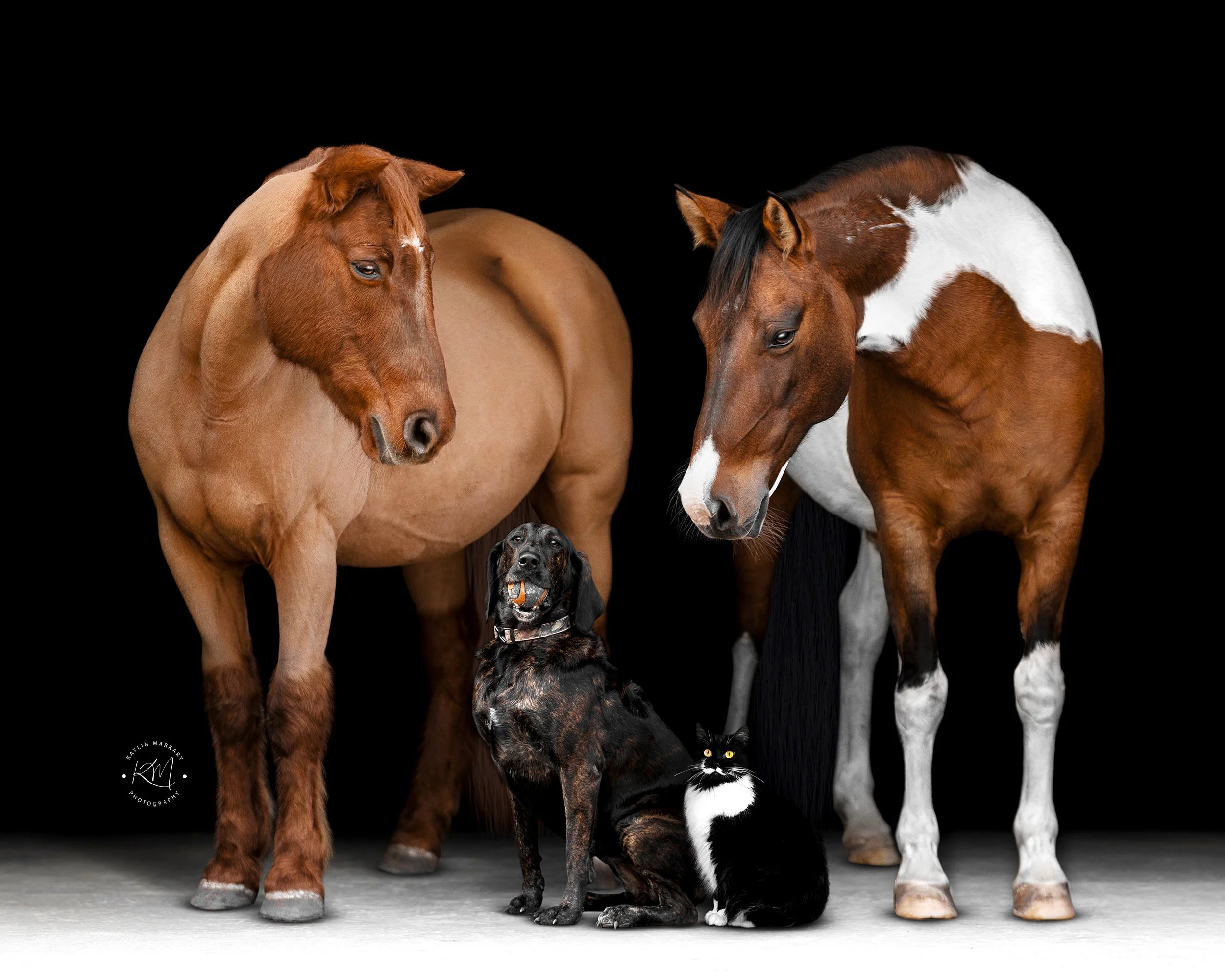 Blog #3 - Windy, Sugar, Bre &amp; Boopsie