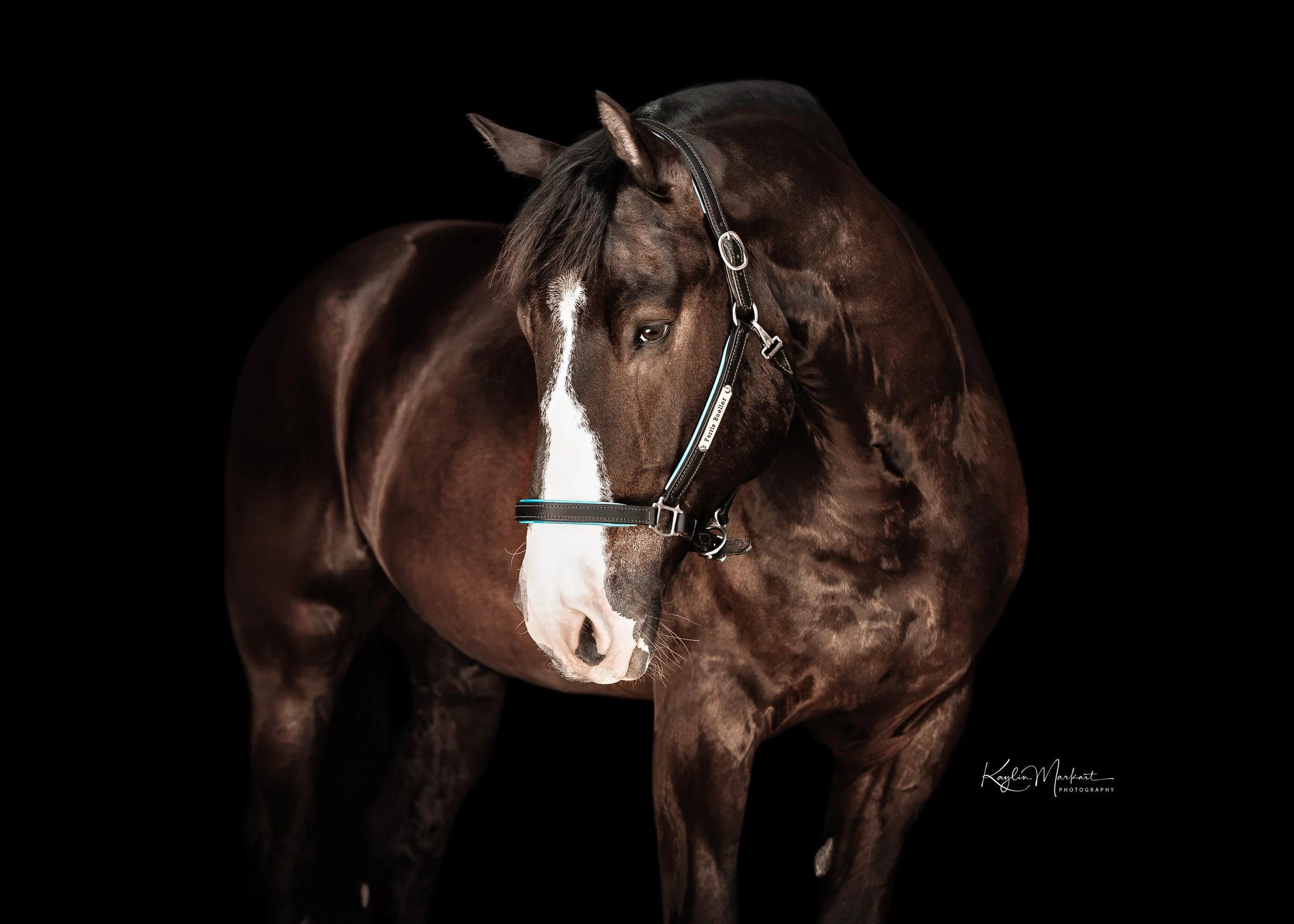 FerrisBueller1_FreehorseFarm_Salem_Wisconsin