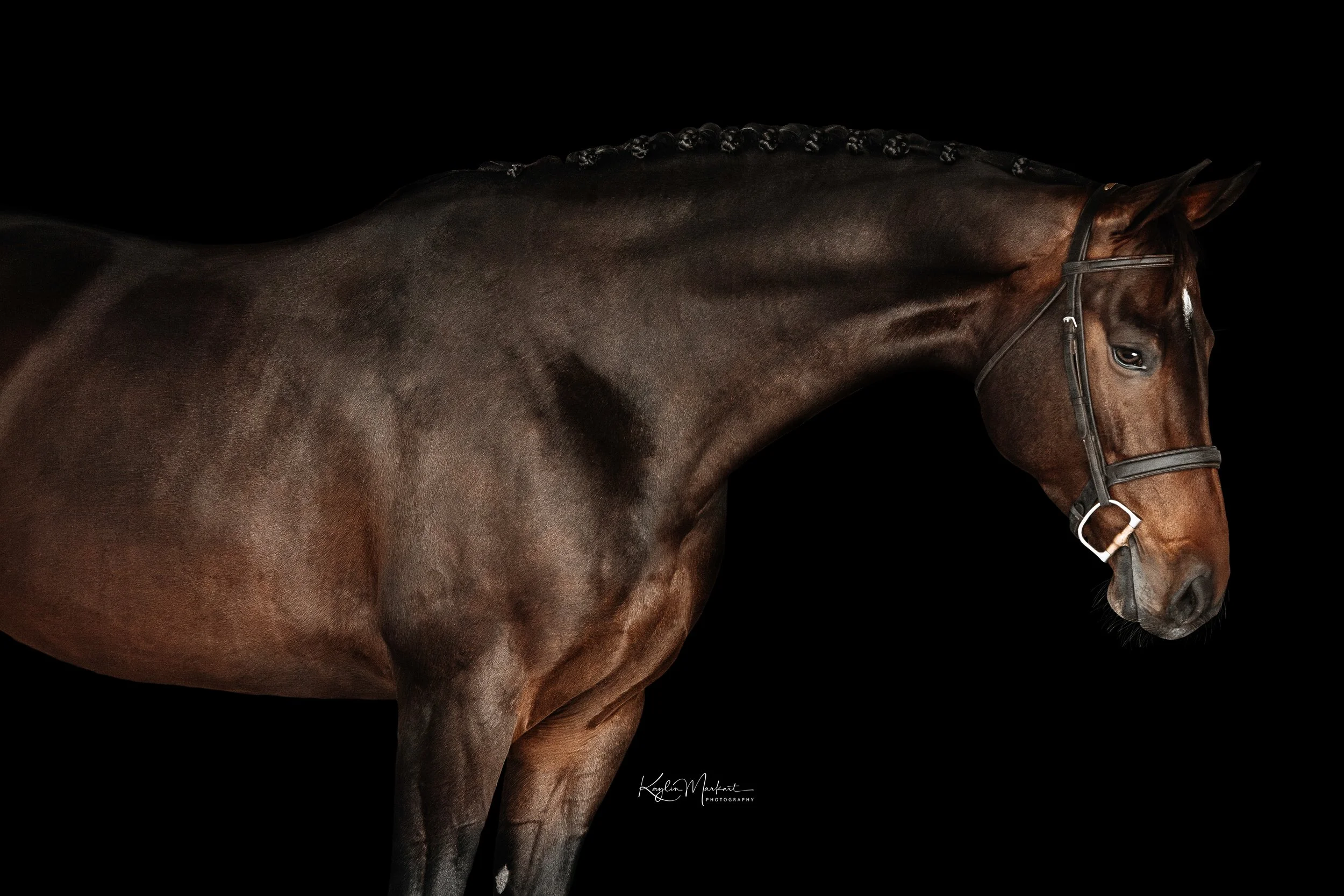 TopHorseAuction1_Ocala_Florida