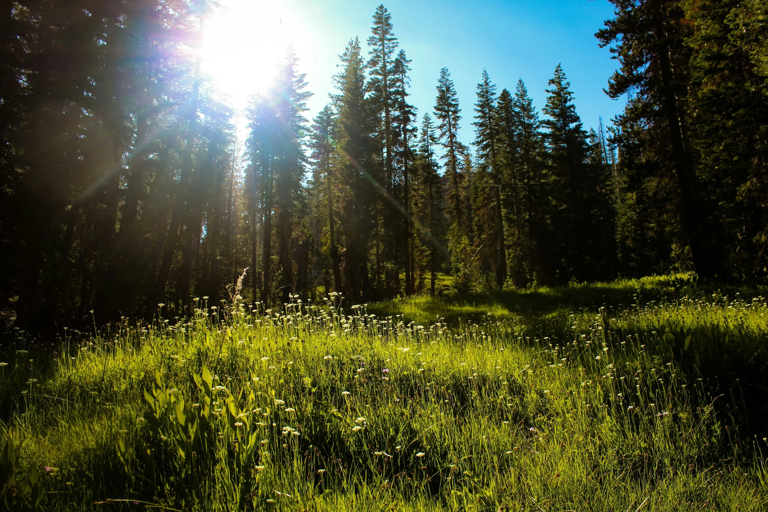 On Gratitude - By Debby Dahl Edwardson