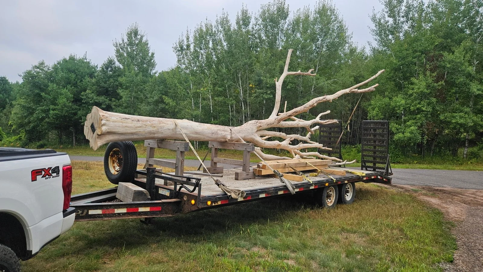 Large peeled tree trunk with branching limbs secured to a flatbed trailer for transport.
