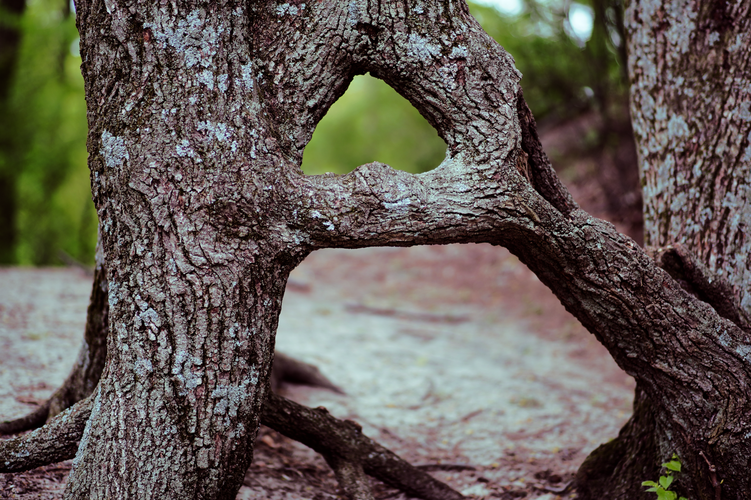 A Tree.png