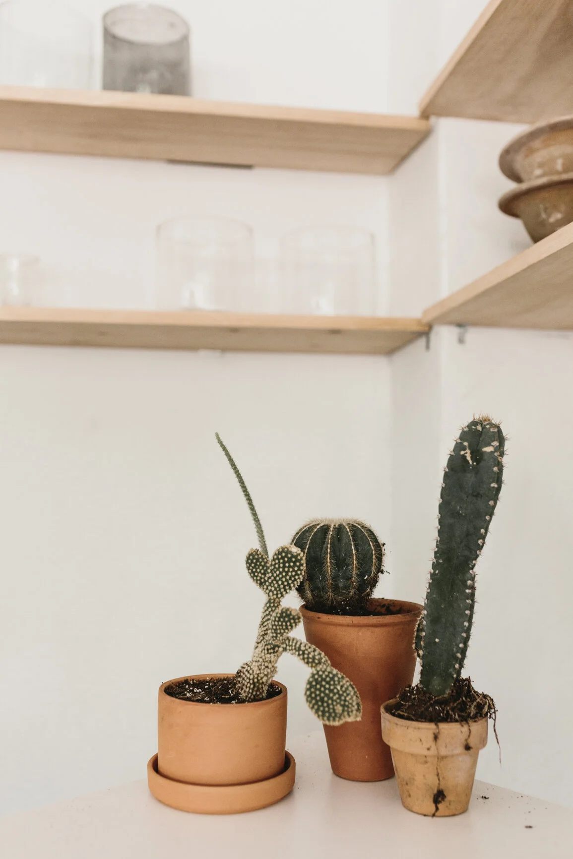 Three small cacti in terracotta pots on display, adding a natural and grounded element to our Denver anxiety therapy office.