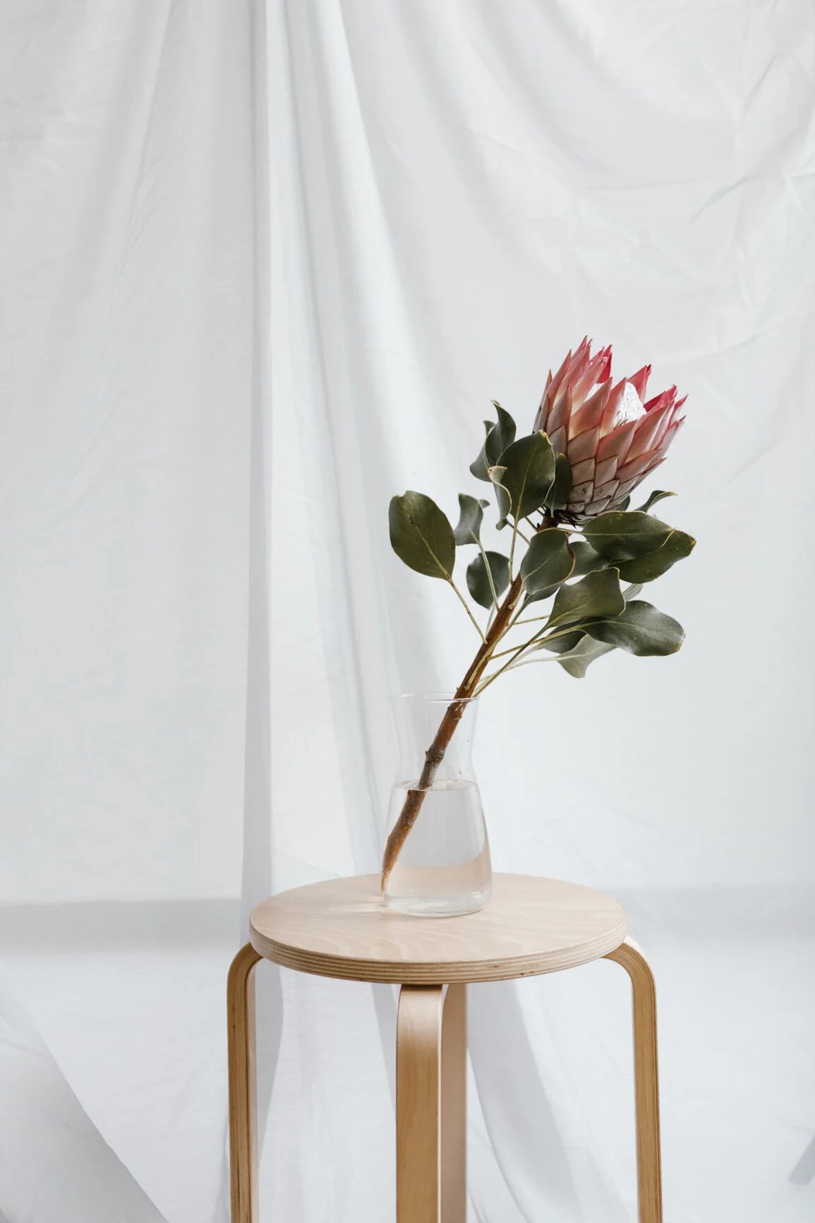 A pink and green flower in a clear vase on a stool, representing the integration of different internal parts in a Parts Work therapy session in Denver.