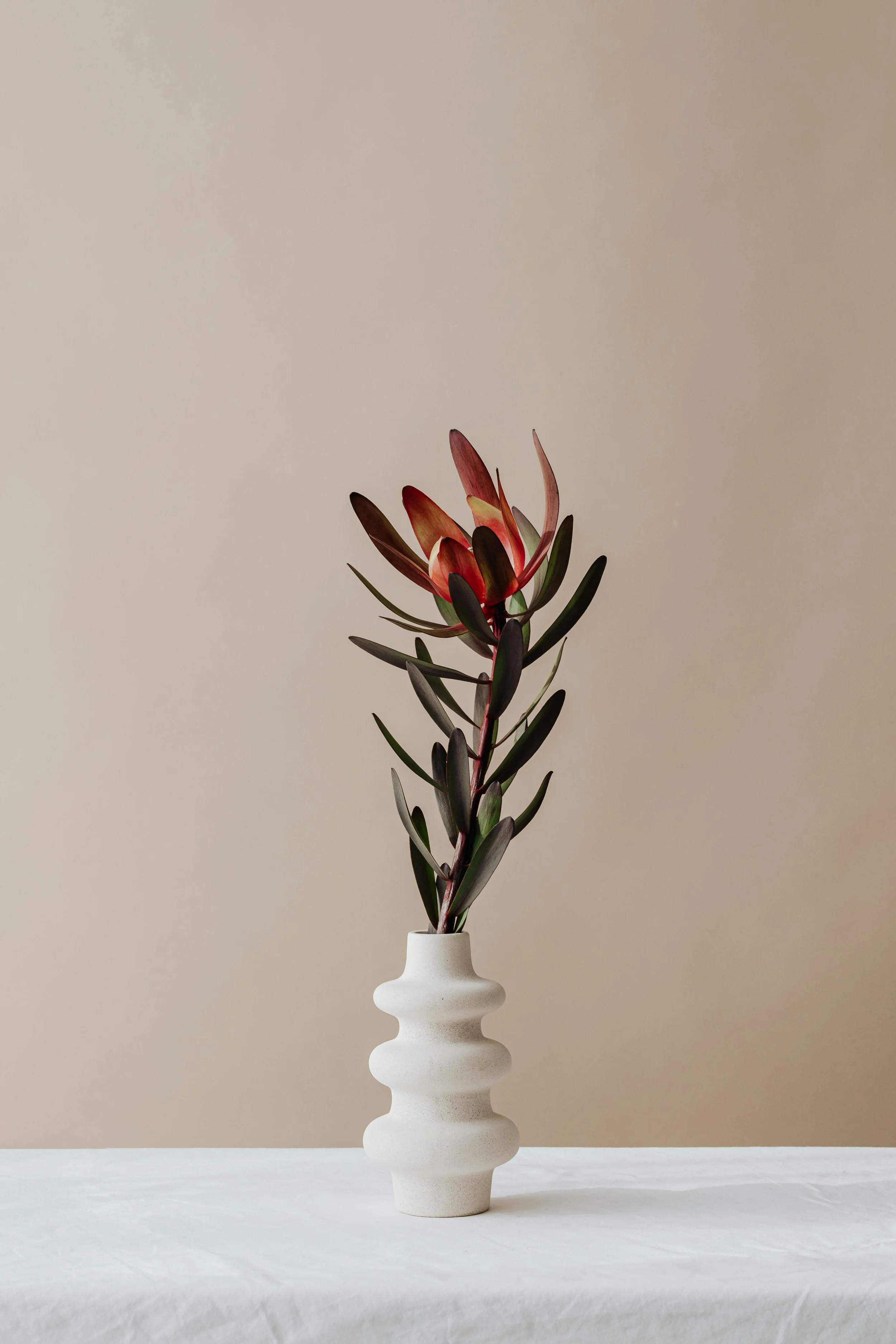 A red orchid in a white vase, serving as a calming visual anchor during EMDR therapy sessions in Denver.