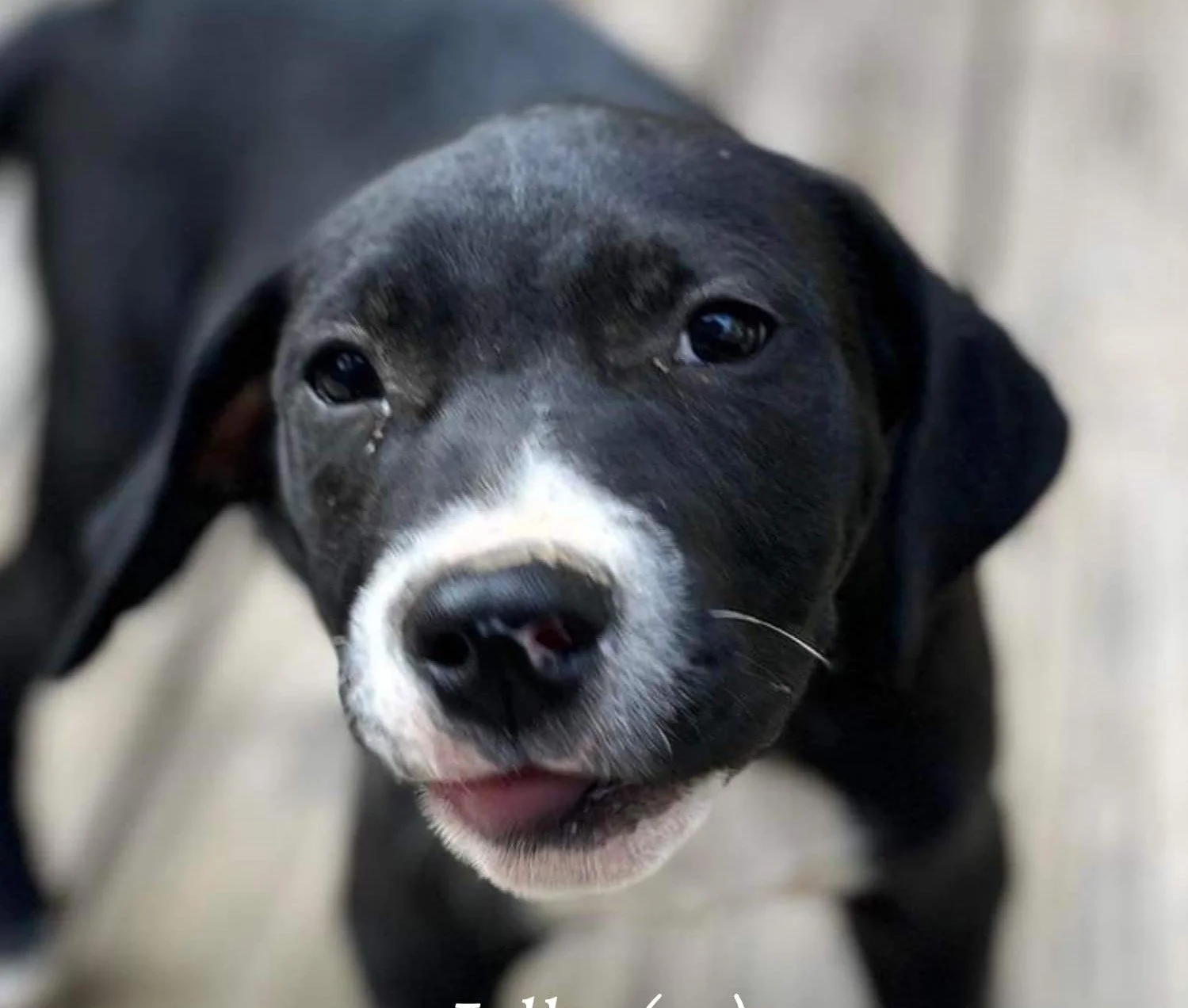 Adoptable Bully Dogs in Maine — Blessed Be the Bullies- A Dog Rescue