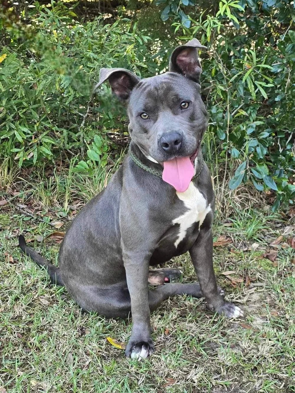 Adoptable Bully Dogs in Maine — Blessed Be the Bullies- A Dog Rescue