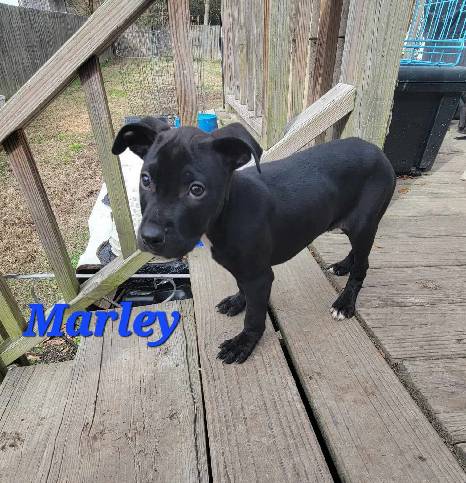 Marley