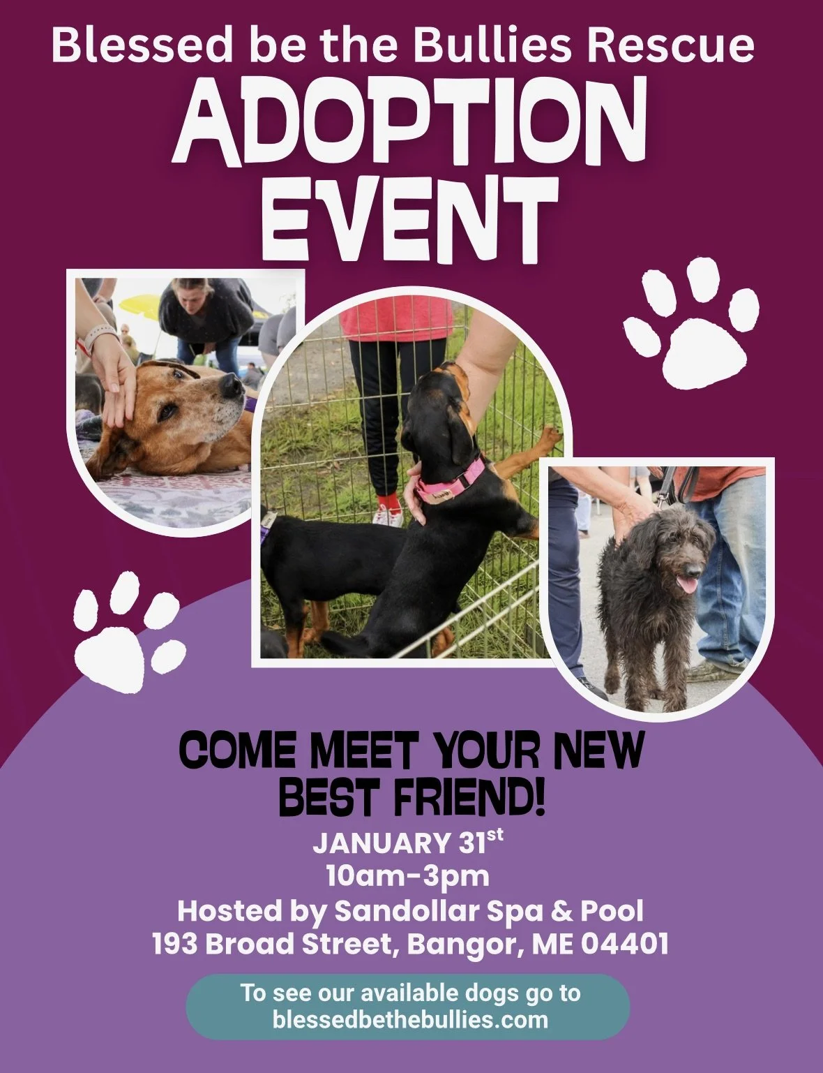 Adoption Event at the Sanddollar Spa