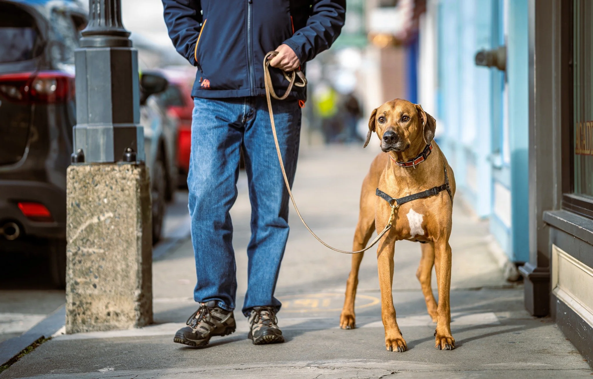 Soul Friends Pet Expo