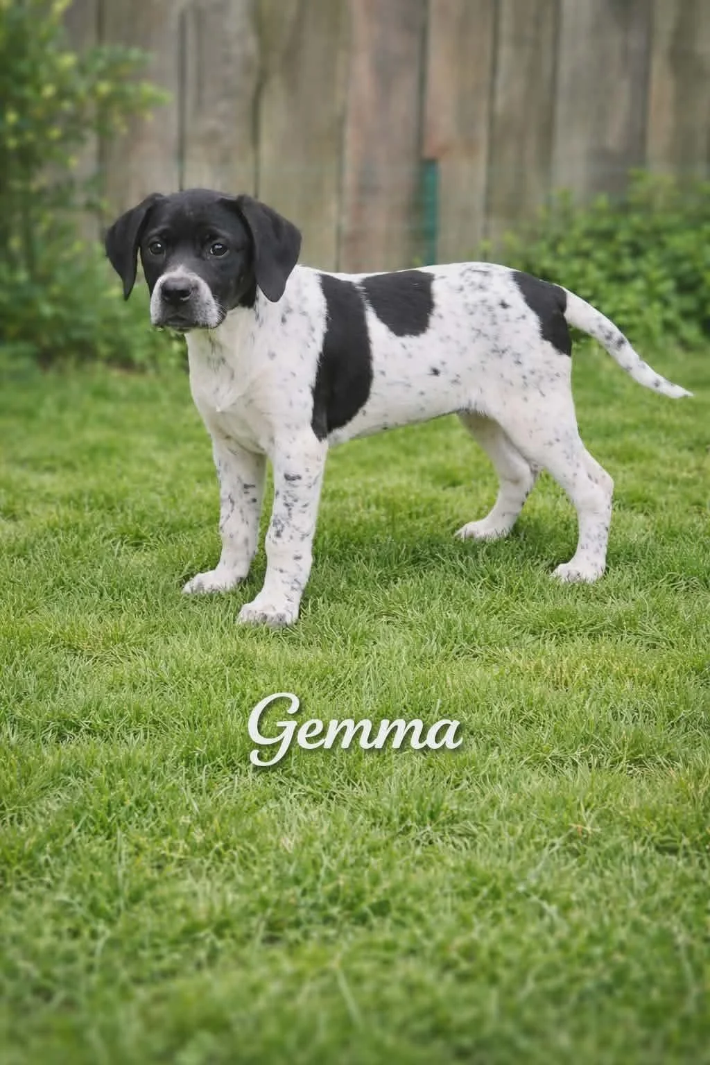 Gemma