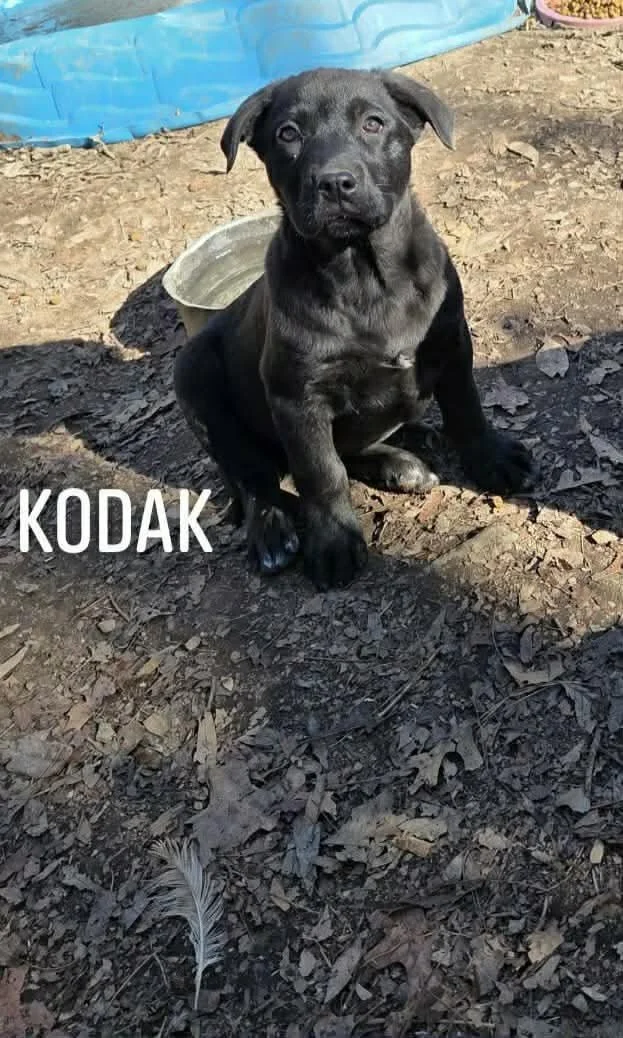 Kodak