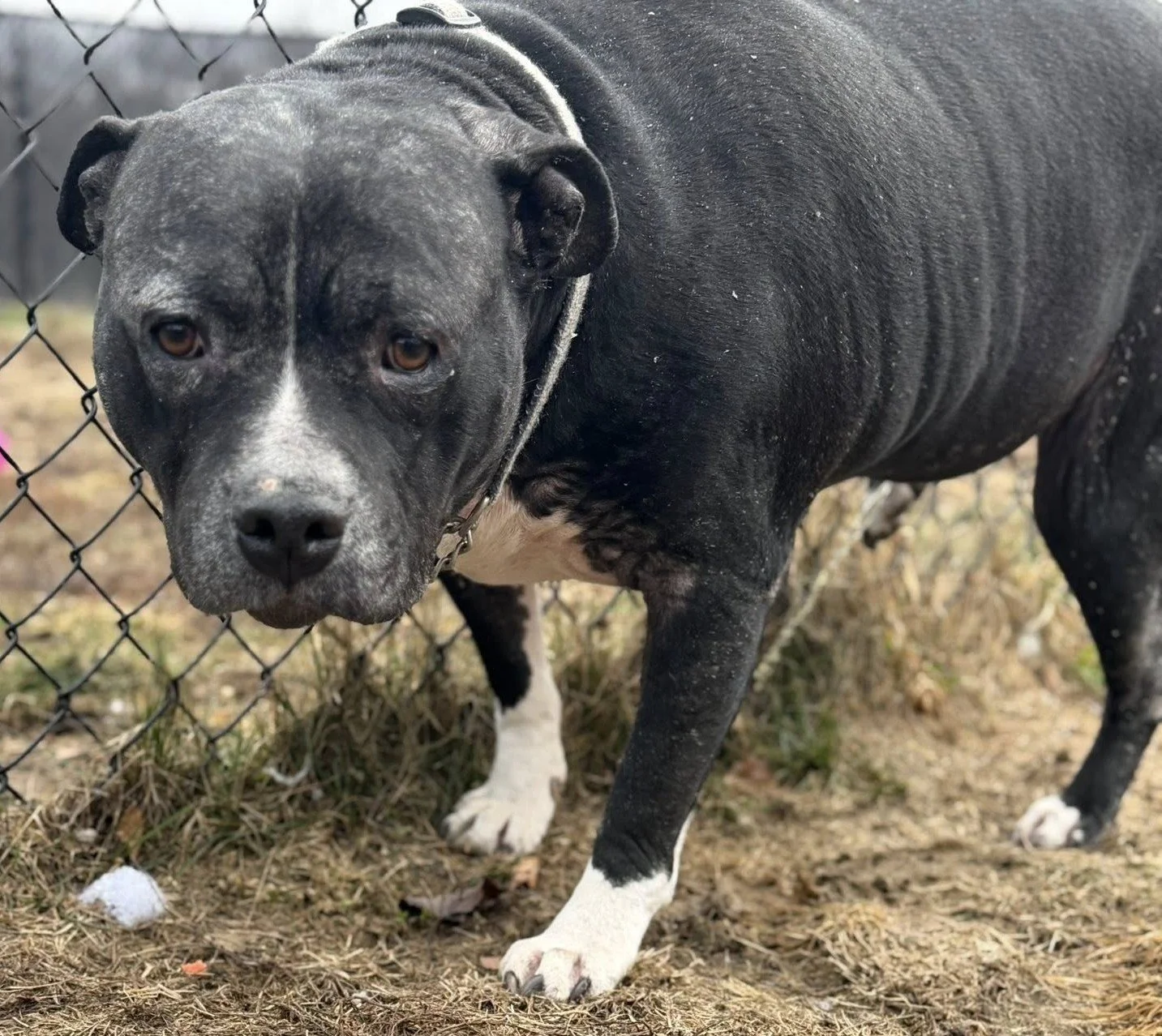 Bear aka Sweet Potato Pie