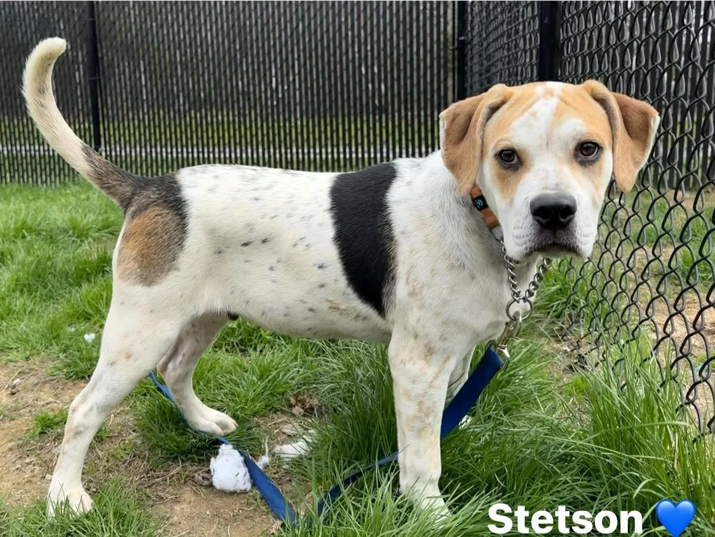 Stetson