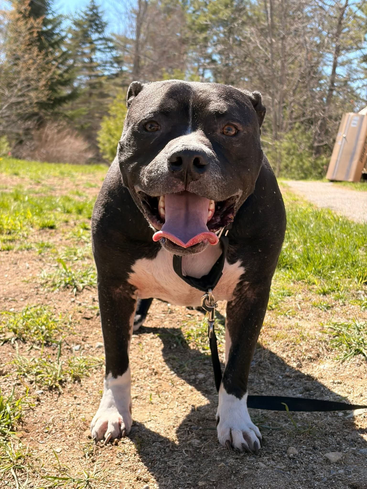 Bear aka Sweet Potato Pie