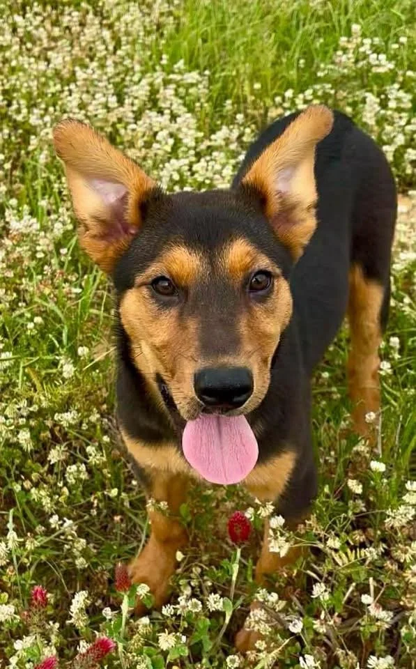 Pistachio 