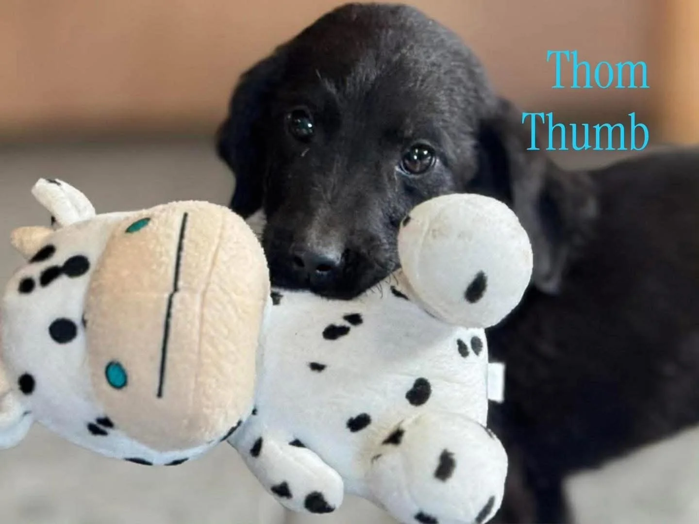 Tom Thumb 