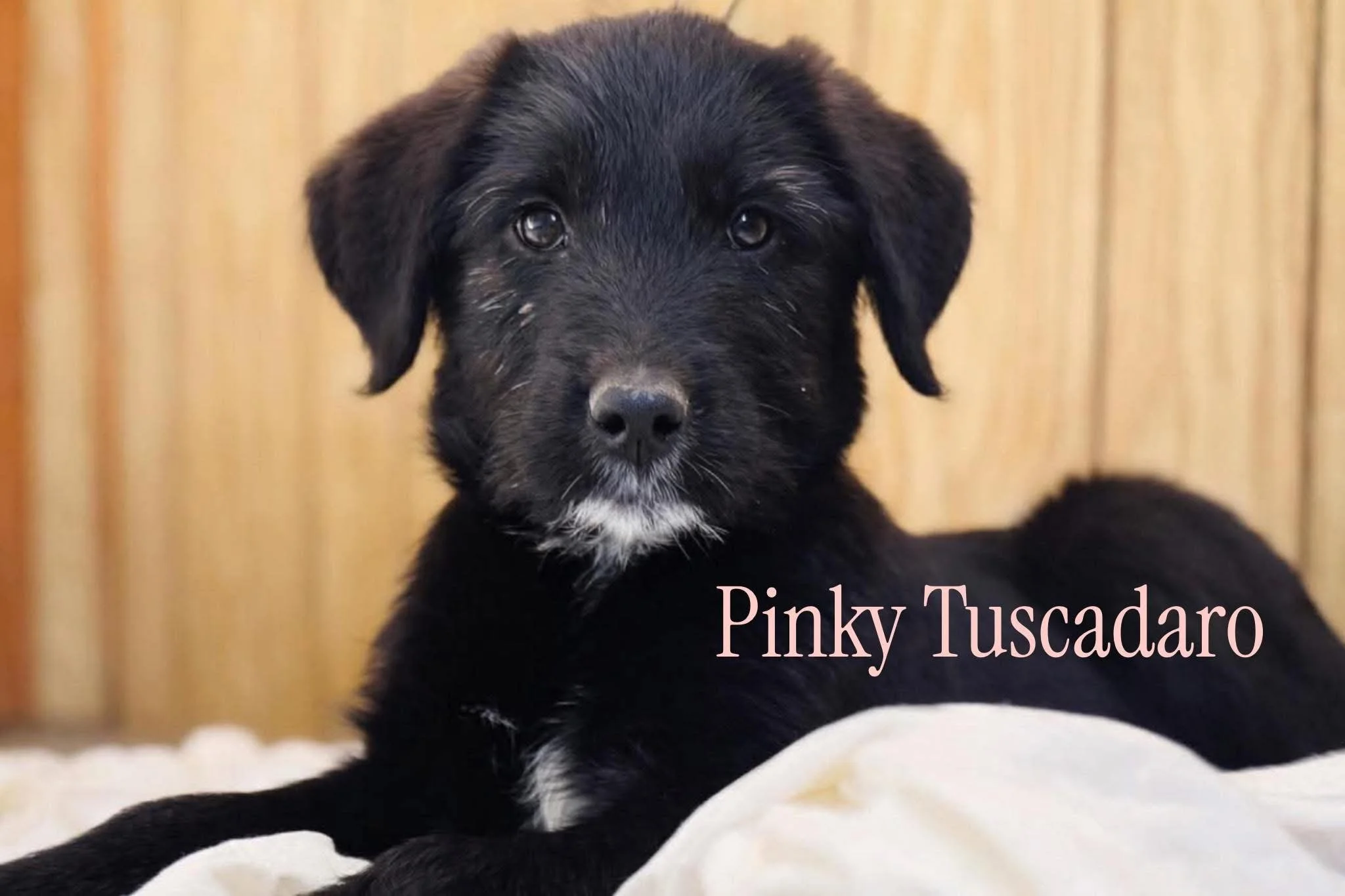 Pinky Tuscadaro 