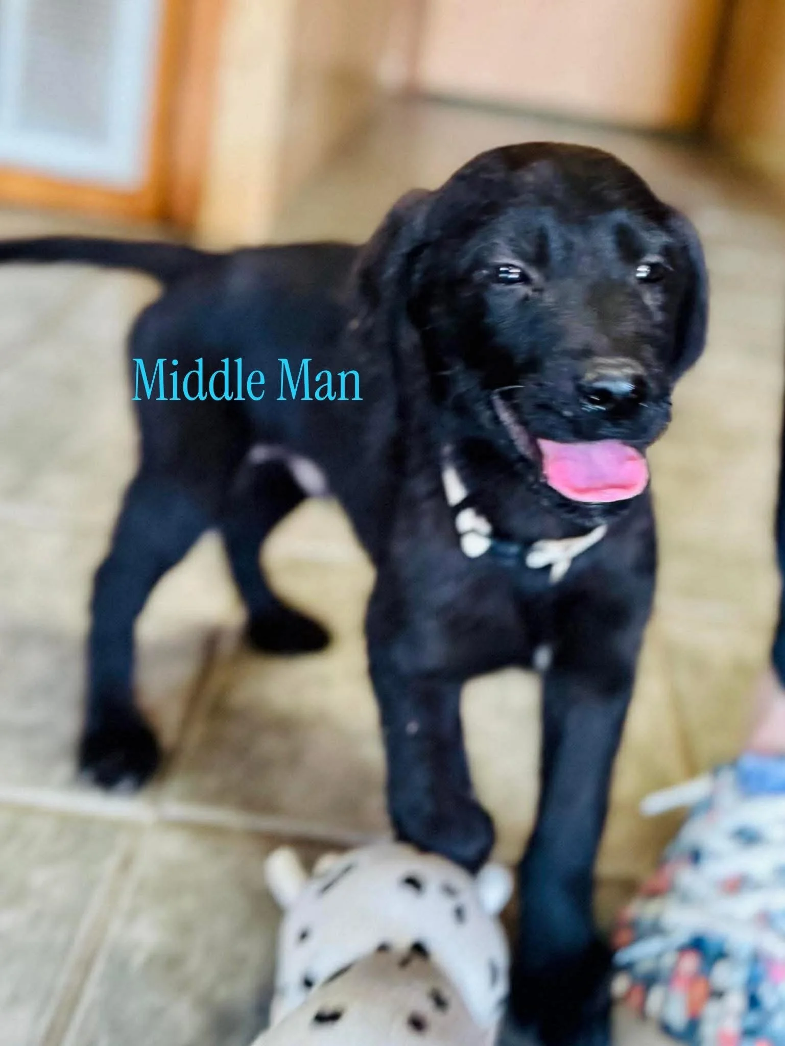 Middle Man