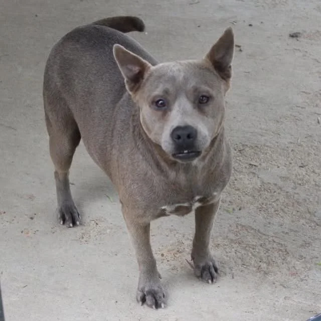 Gracie 