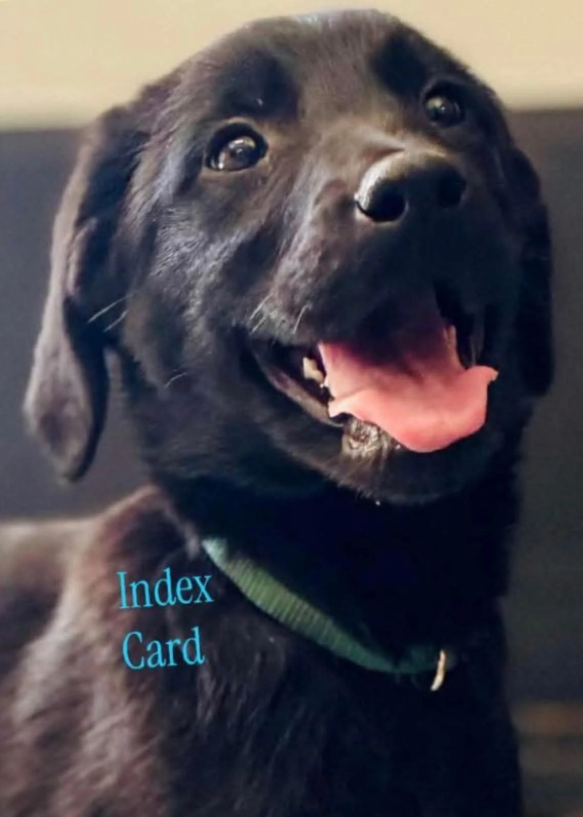 Index Card 