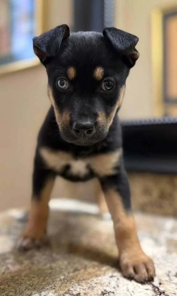 Roo 