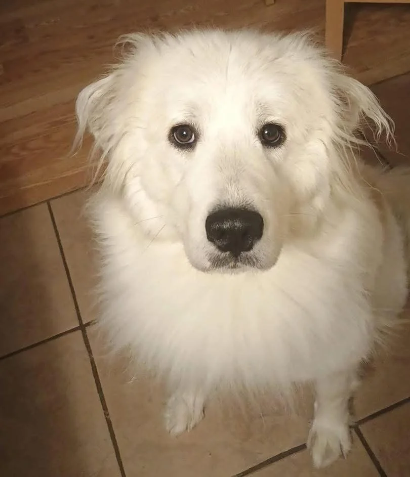 Annie 