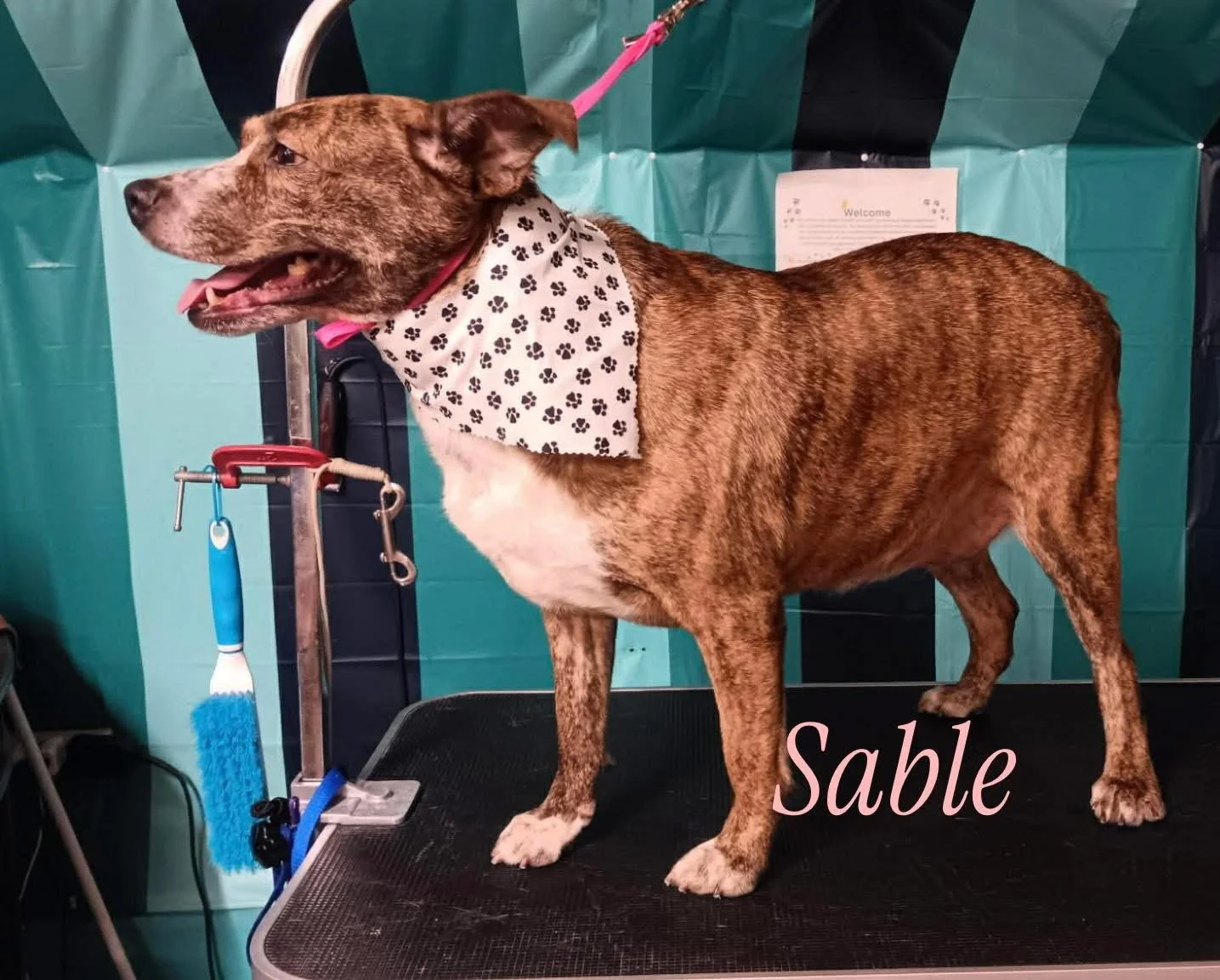Sable 