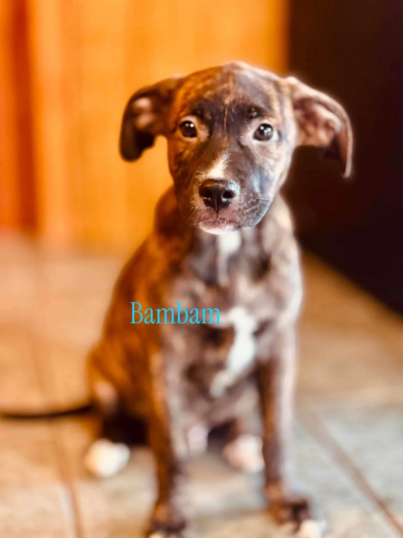 Bambam 