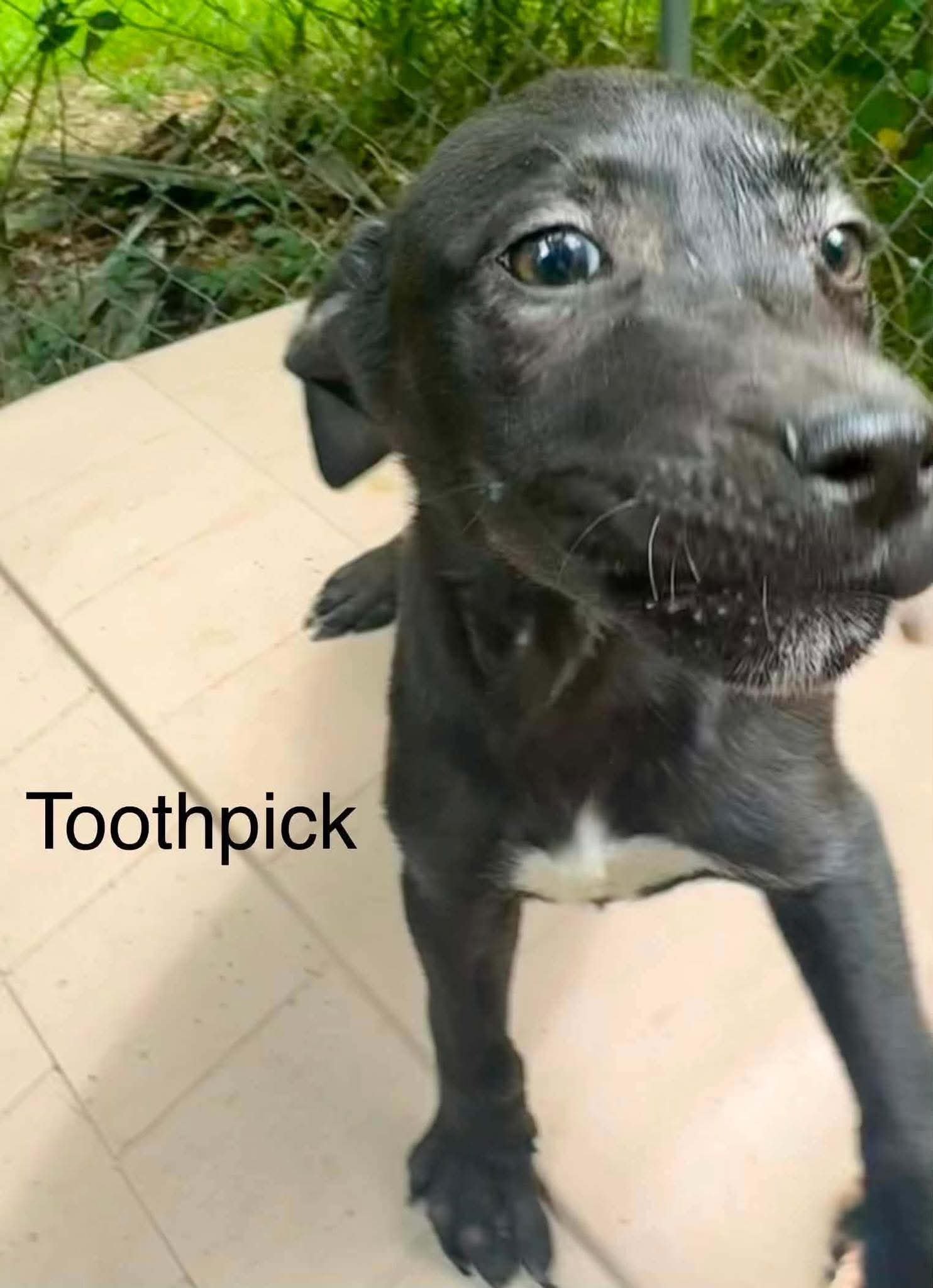Toothpick