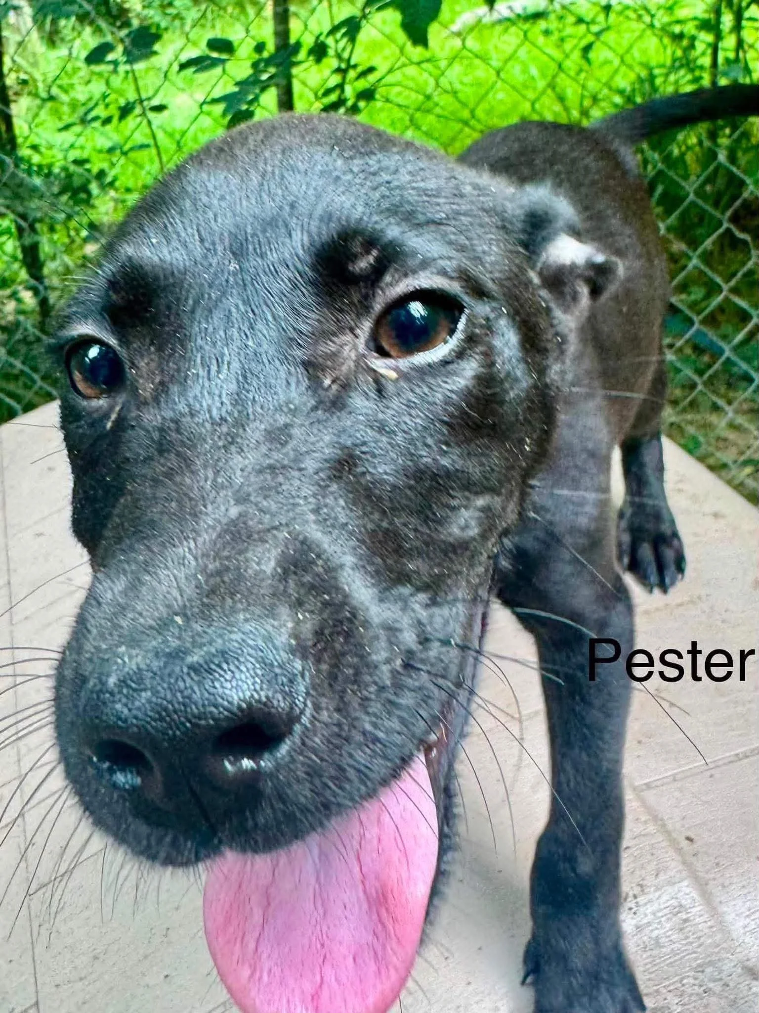 Pester 