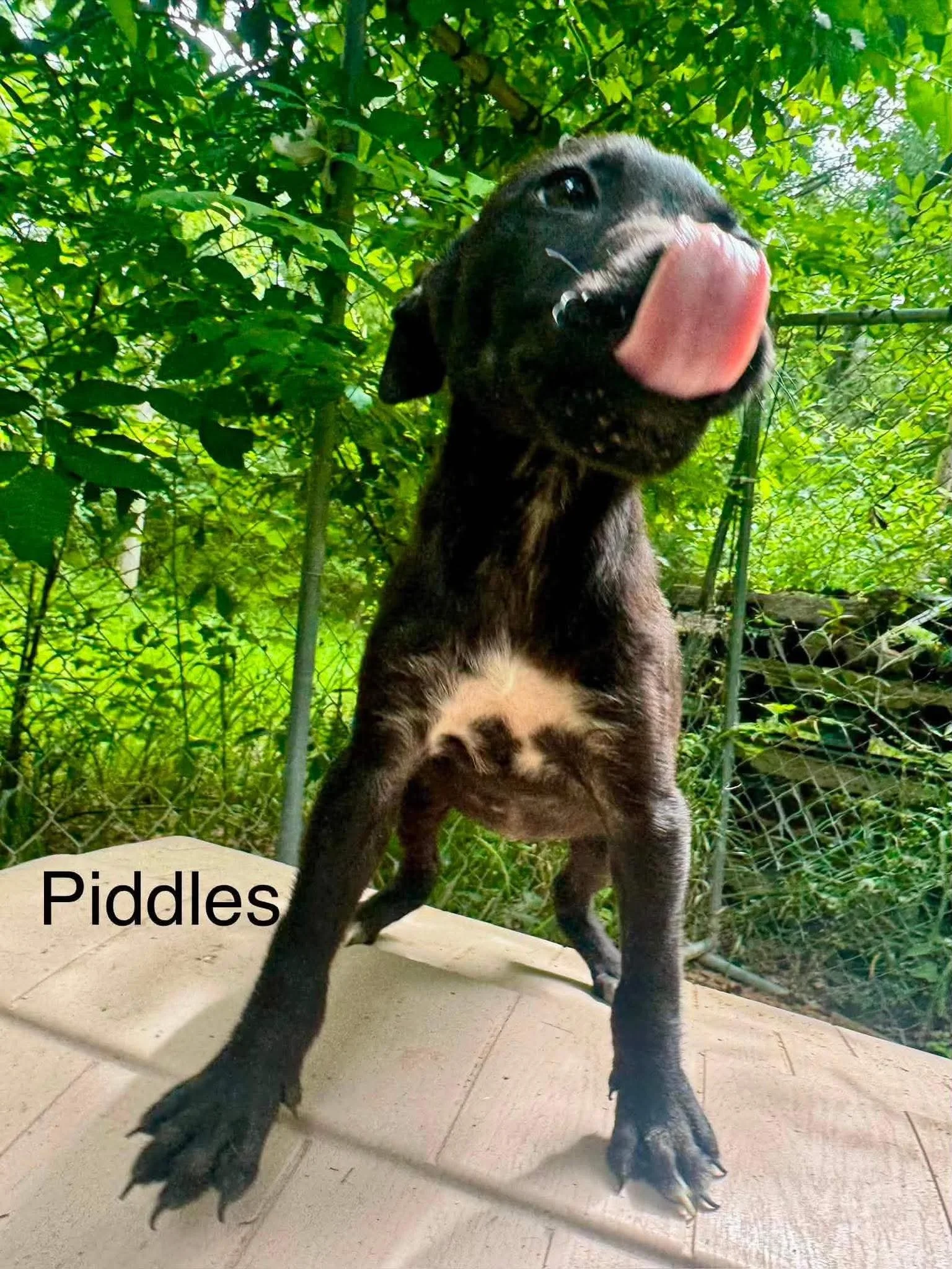 Piddles 