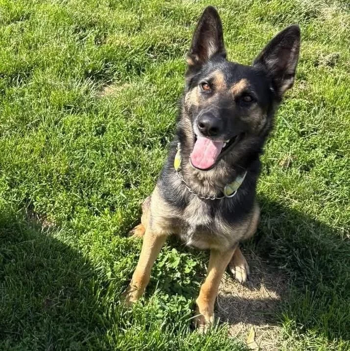 Rex
