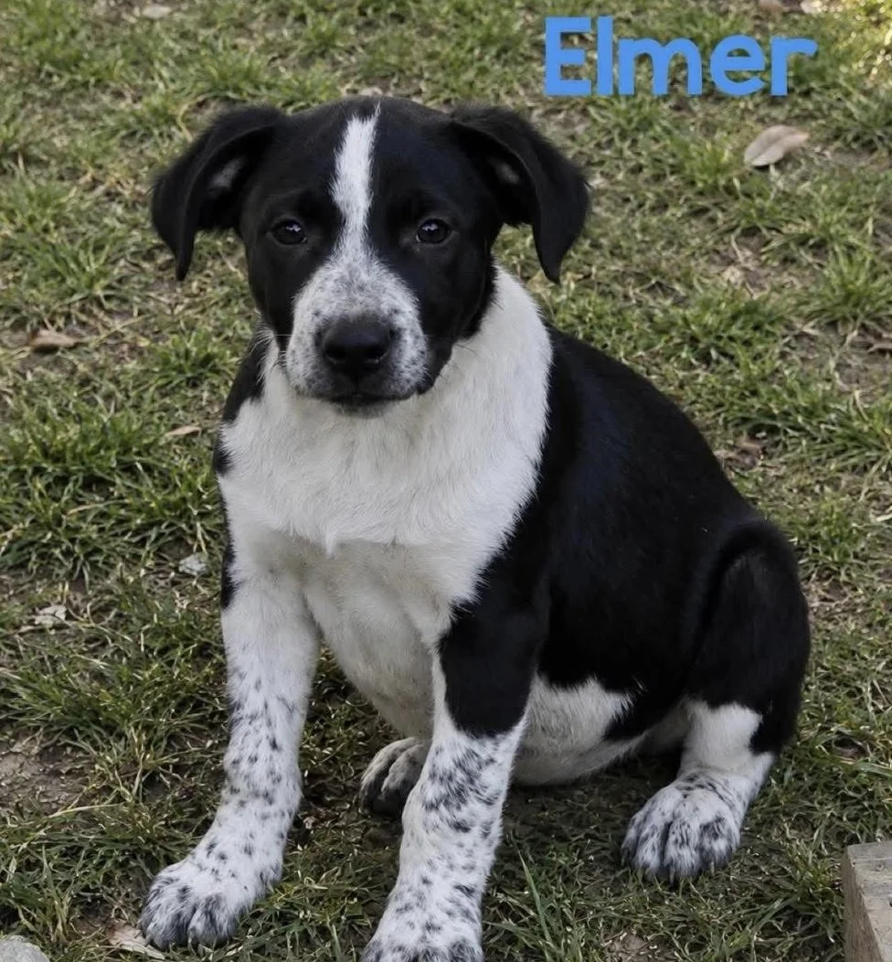 Elmer