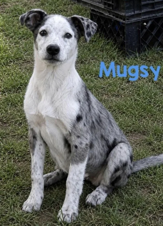 Mugsy