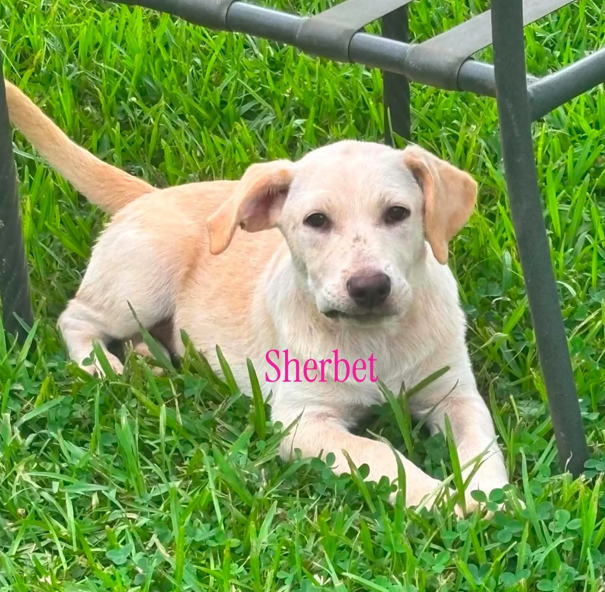 Sherbet