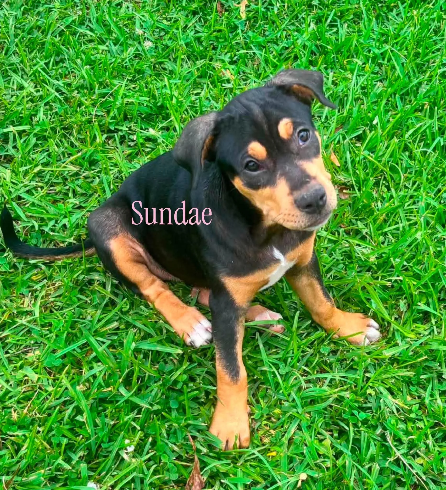 Sundae 