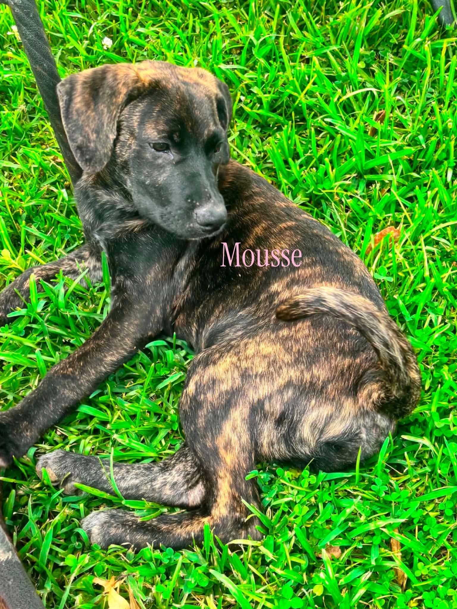 Mousse