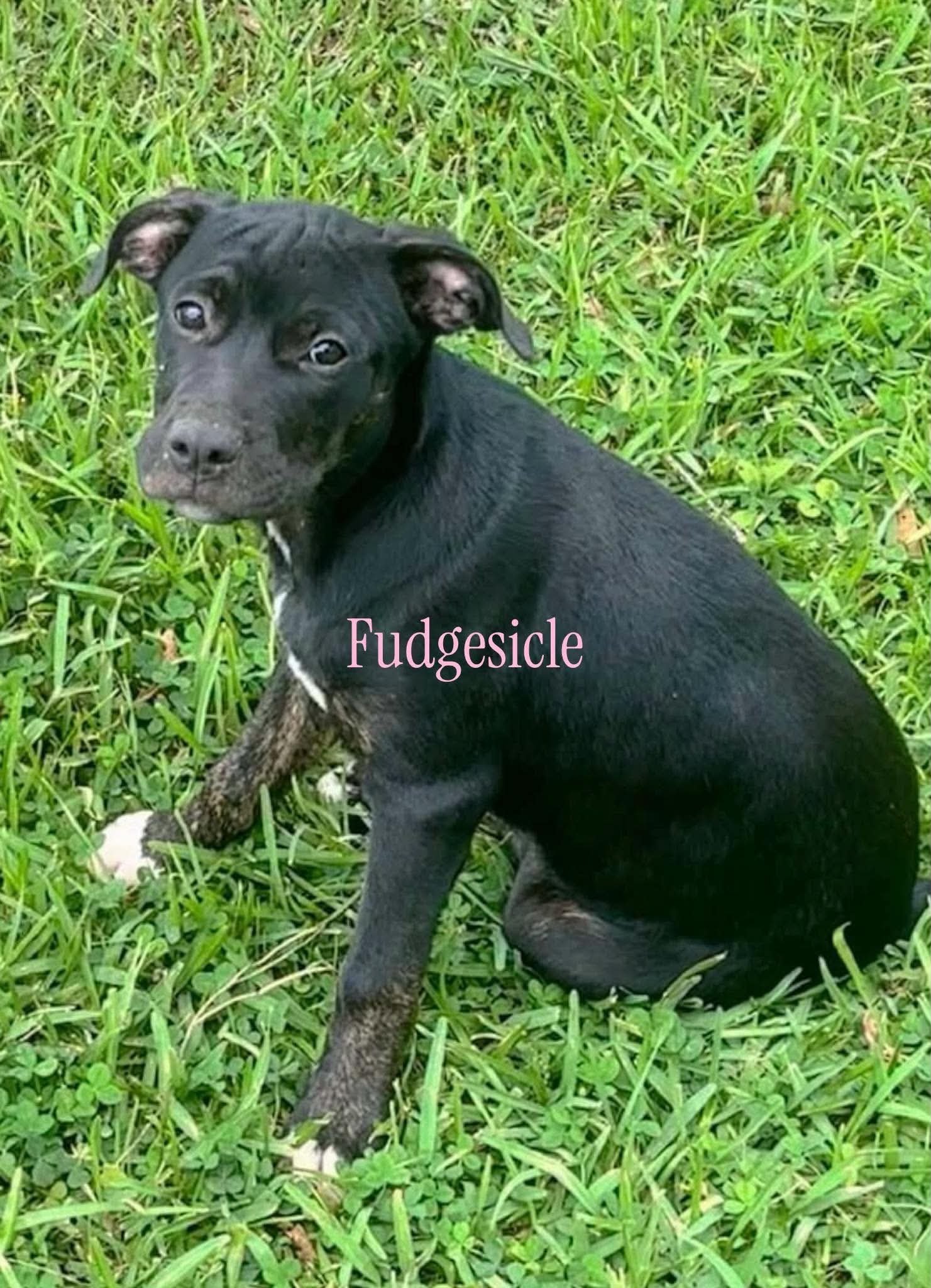 Fudgesicle