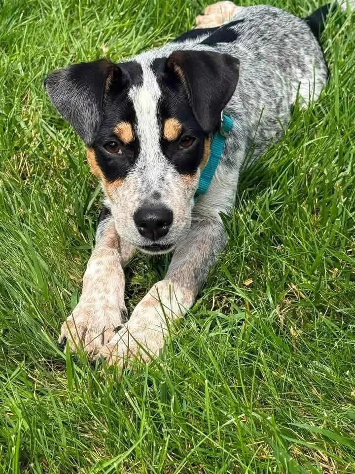 Dottie 