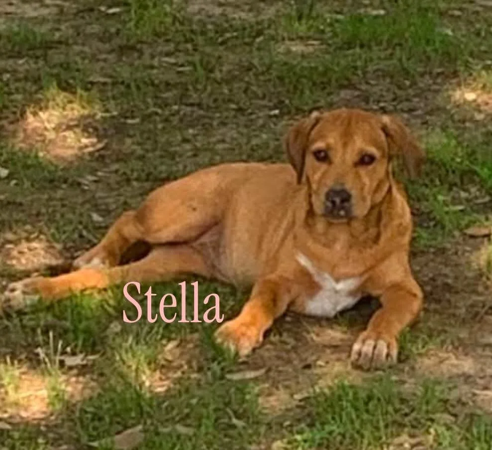 Stella 