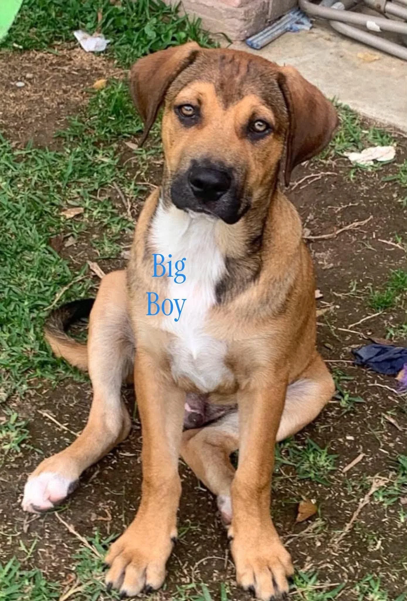 Big Boy 