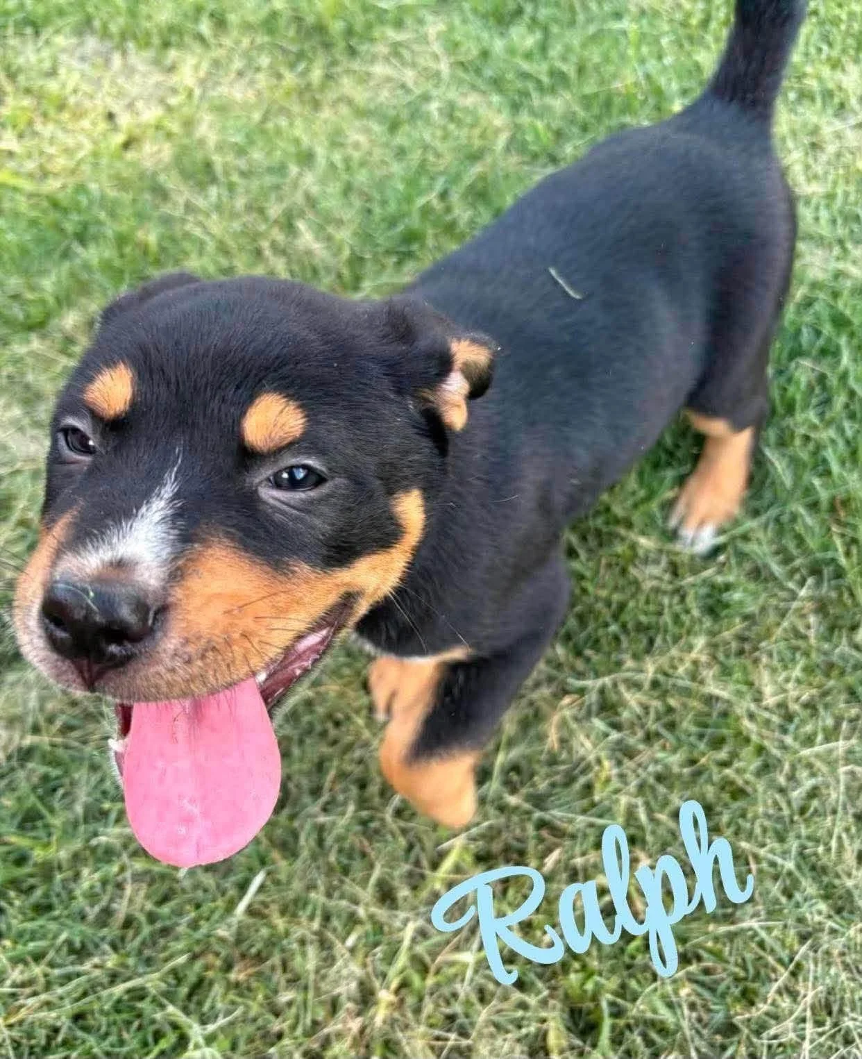 Ralph