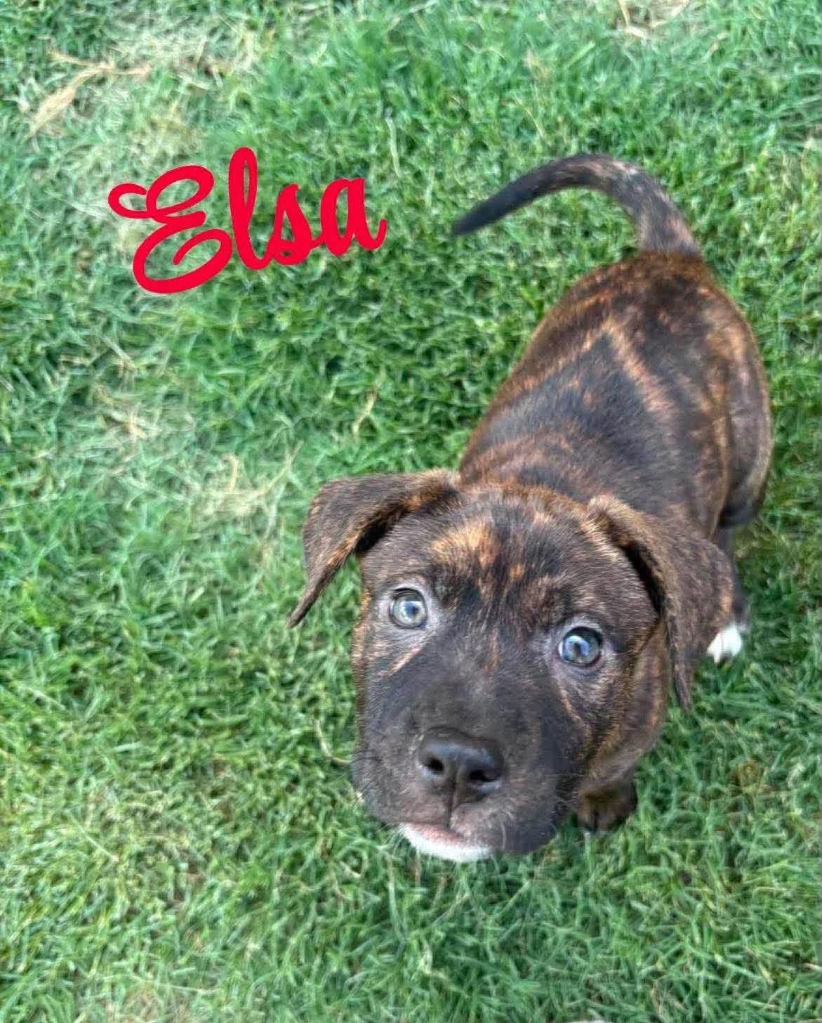 Elsa